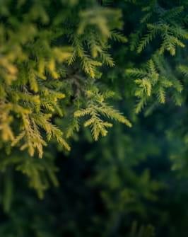 Приморский парк